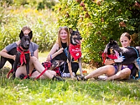 Adoptuj Warszawiaka  Wydarzenie promujące adopcję zwierząt. Organizator: Schronisko dla Bezdomnych Zwierząt "Na Paluchu". 18 sierpnia 2019, Park Raszyński w Raszynie. : park raszyński, adoptuj warszawiaka, na paluchu, schronisko dla zwierząt, centrum warszawy, raszyn